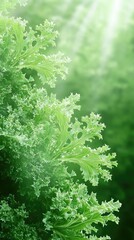 Sunlit Green Leafy Plant Closeup, Nature Background, Spring, Freshness, Healthy