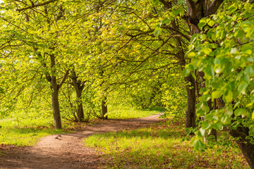 Emerging Beauty: First Green Leaves Signaling Spring's Arrival