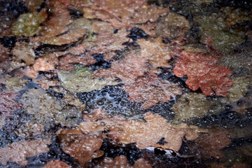 Autumn foliage as texture under ice. Nature background in dark ochre color