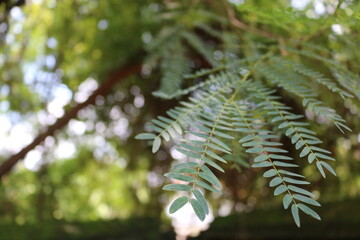 A delicate fern leaf sways gently, bathed in warm sunlight with a dreamy bokeh background.