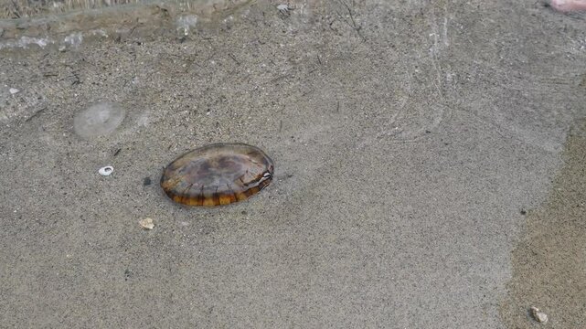 compass jellyfish  Chrysaora hysoscella on the beach with tides