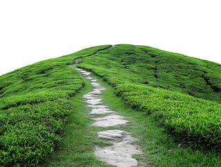 Scenic tea plantation pathway, isolated on transparent cutout background