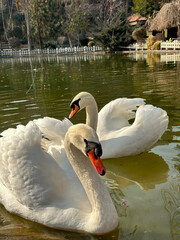 swans on the lake