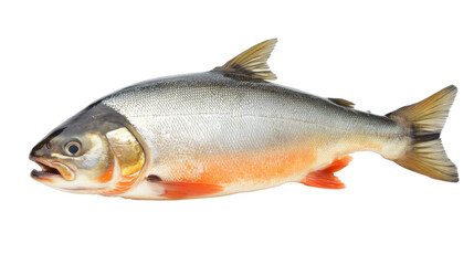 Obraz premium Fresh Salmon isolated on white background (PNG)