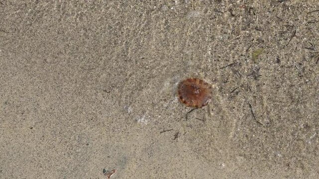 compass jellyfish  Chrysaora hysoscella on the beach with tides