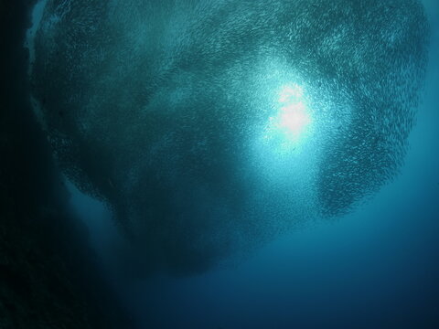 sardine run of moal boal philippines underwater school of sardines