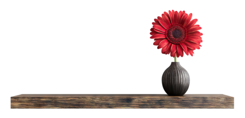 Rustic wooden shelf with a single red gerbera in a vase, isolated on transparent cutout background