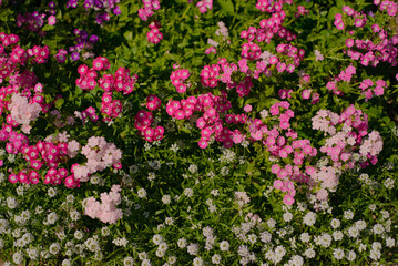 Impatiens and petunia flowers in a winter garden of a north of Thailand.