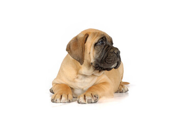 Bullmastiff puppy isolated on a white background