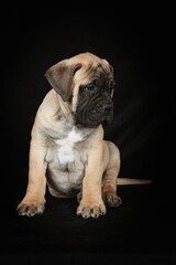Bullmastiff puppy on a black background