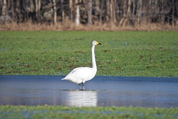 white heron in the water