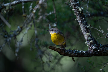 Eastern yellow robin (Eopsaltria australis) perched on a branch in front of shadowy woods