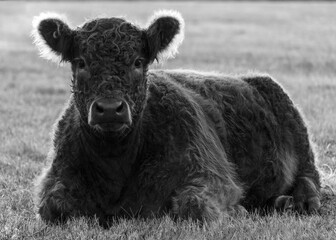 Fototapeta premium Cute fuzzy galloway steer resting in the early morning sun, backlit monochrome