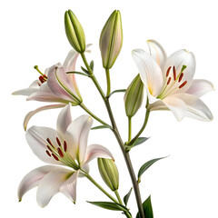 bouquet of white lilies isolated