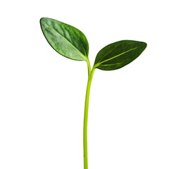 Fresh new plant sprout isolated on white.
