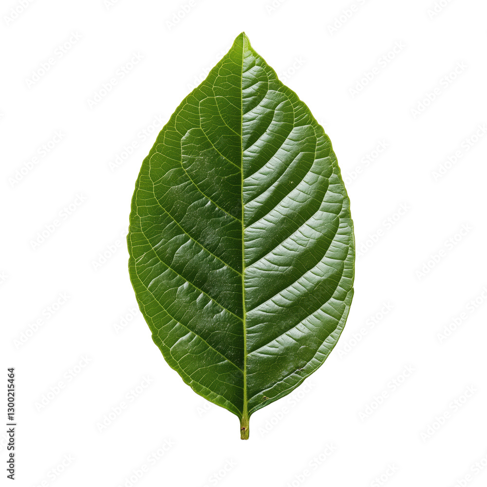 Poster detailed close-up of a vibrant green leaf against a contrasting dark backdrop showcasing its intrica