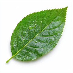 Obraz premium Fresh leaf covered in water droplets capturing the essence of nature and the beauty of natural elements in detail