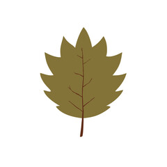 Fototapeta premium autumn leaf isolated on white