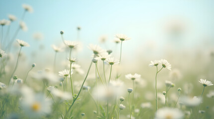 Dreamy White Daisy Field Serene Spring Sunlight