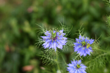 A view of nigella flowers.
