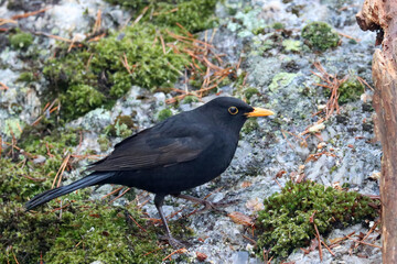 Blackbird, male