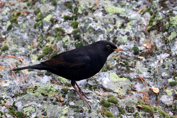 Blackbird, male