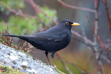 Blackbird, male