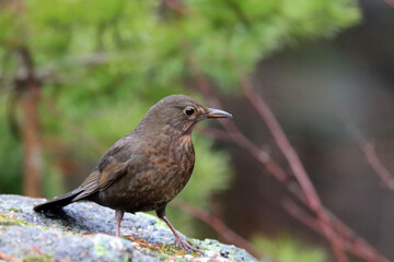 Blackbird, female