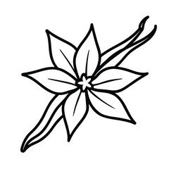 Realistic vanilla flower and sticks Line Art vector  on white background