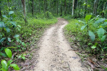 A jungle path winding through thick foliage, leading to a mysterious cave entrance