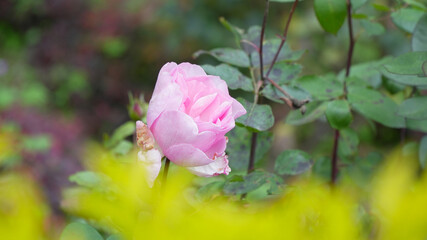 Obraz premium Close-Up of Pink Rose in a Lush Green Garden
