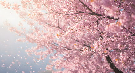 cherry blossom background