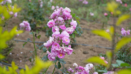 Obraz premium Beautiful Blooming Pink Roses in a Garden with Greenery in the Background