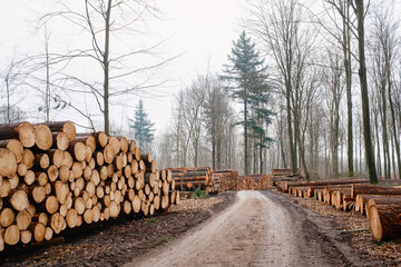Cut logs stacked along a dirt path through a bare winter forest.