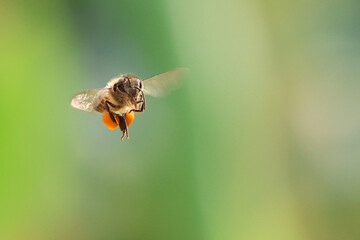 bee collecting pollen. Worker bees are searching for nectar in wild flowers makes the pollen of flowers stick to the body. and helps in pollinating