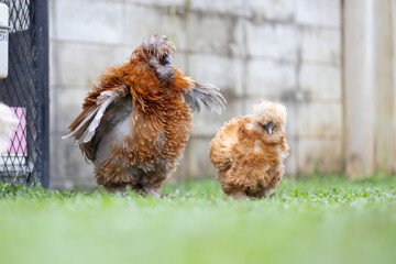 Silkie is a breed of chicken named for its atypically fluffy plumage.also known as the Silky or Chinese silk chicken