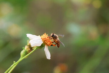 bee collecting pollen. Worker bees are searching for nectar in wild flowers makes the pollen of flowers stick to the body. and helps in pollinating