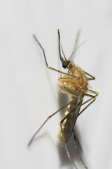 Aedes or tiger mosquito. They are carriers of parasites that cause many serious epidemics include dengue fever, yellow fever, Elephantiasis, Zika fever , chikungunya disease