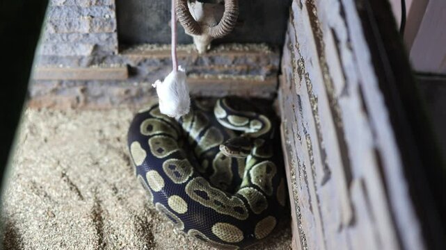 Python regius snake eating mouse in home terrarium. Shot handheld. High quality 4k footage