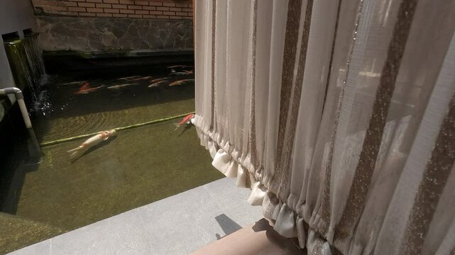 Beautiful koi fish pond behind the wooden window