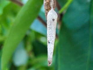 The cocoon or pupa (Latin: pupa, 'doll') is one of the life stages of an insect that undergoes...