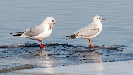 Fototapeta premium seagulls on the beach