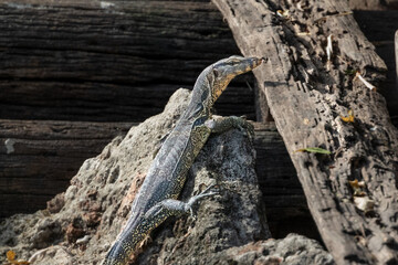 Small Asian Water Monitor lizard (Varanus salvator) climbing on rock, at a canal in Bangkok, Thailand. 
