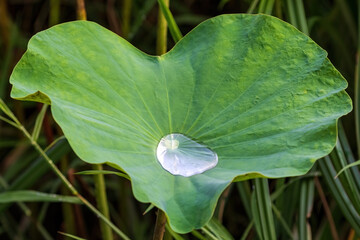 Lotus leaf (Nelumbo nucifera) after a recent rain. Shimmering water collected in the center. In...