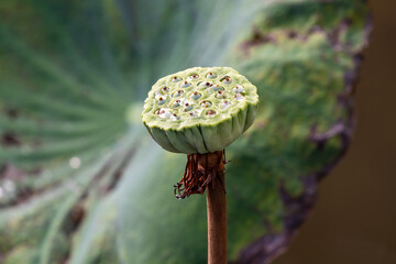 Lotus blossom (Nelumbo nucifera) with petals removed. Carpellary receptacles visible. In Bangkok, Thailand. Green Lotus leaf in the background. 
