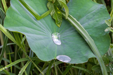 Lotus leaf (Nelumbo nucifera) after a recent rain. Shimmering water collected in the center. In...