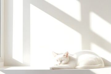 Serene white cat napping peacefully on a sun-drenched windowsill, casting gentle shadows