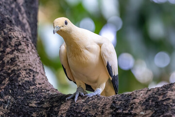 pied imperial pigeon (Ducula bicolor) on tree limb. Looking to the side. In Hong Kong. 
