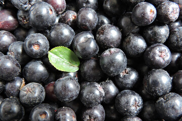 A close-up of fresh ripe aronia berries decorated with a green leaf