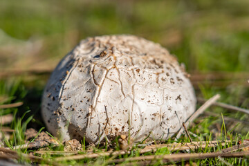 Calvatia booniana, commonly known as the western giant puffball, is a species of puffball mushroom. Mt Woodson Rd, Ramona, San Diego County, California.